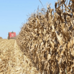 Estiagem – Fevereiro começa com más notícias para o campo gaúcho