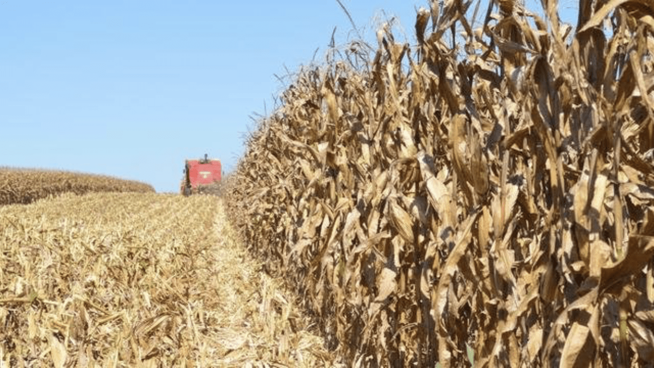 Estiagem – Fevereiro começa com más notícias para o campo gaúcho