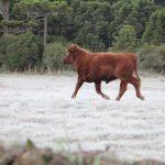 Em frio atípico para abril, Santa Catarina rregistra -4,2°C e geada forte