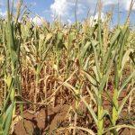 Estiagem deixa mais de 250 municípios gaúchos em emergência