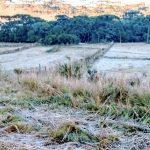Feriado começou com temperatura negativa no Sul do Brasil