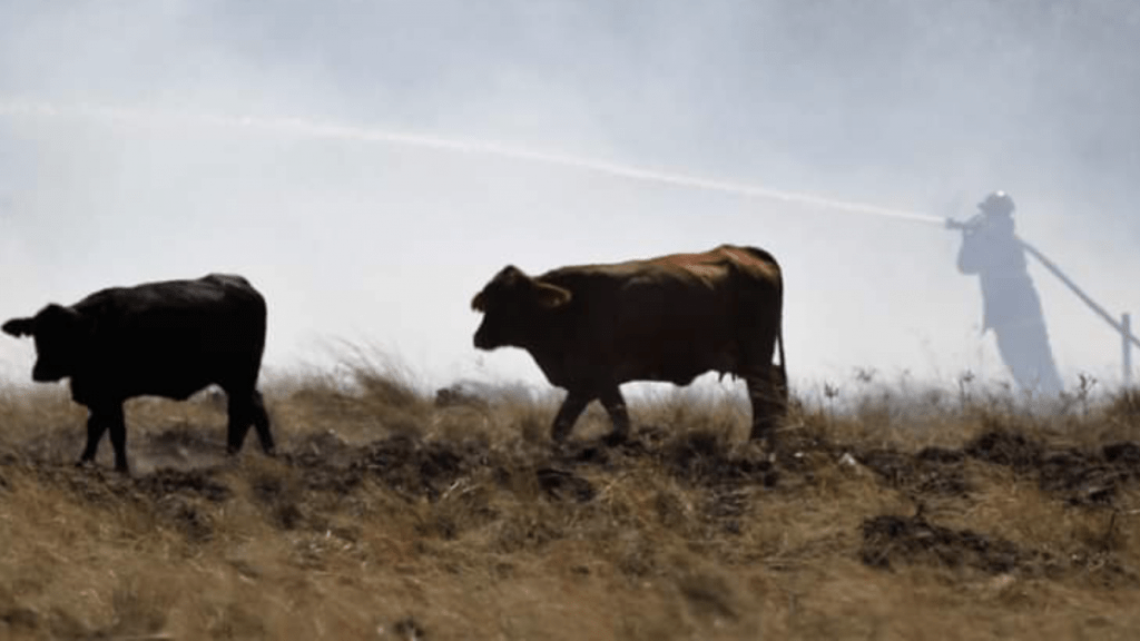 Chuva vai apagar incêndios na Fronteira Oeste gaúcha