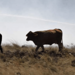 Chuva vai apagar incêndios na Fronteira Oeste gaúcha