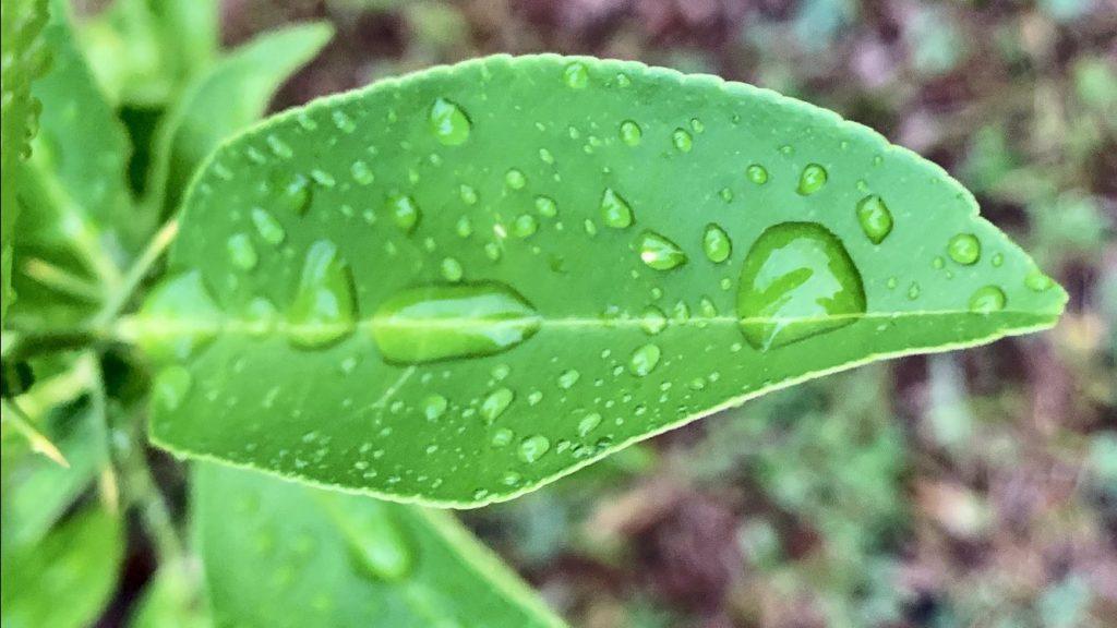 Chuva muito irregular trouxe volumes altos em poucos municípios