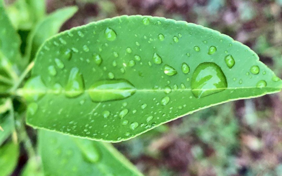 Chuva muito irregular trouxe volumes altos em poucos municípios