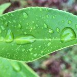 Chuva muito irregular trouxe volumes altos em poucos municípios