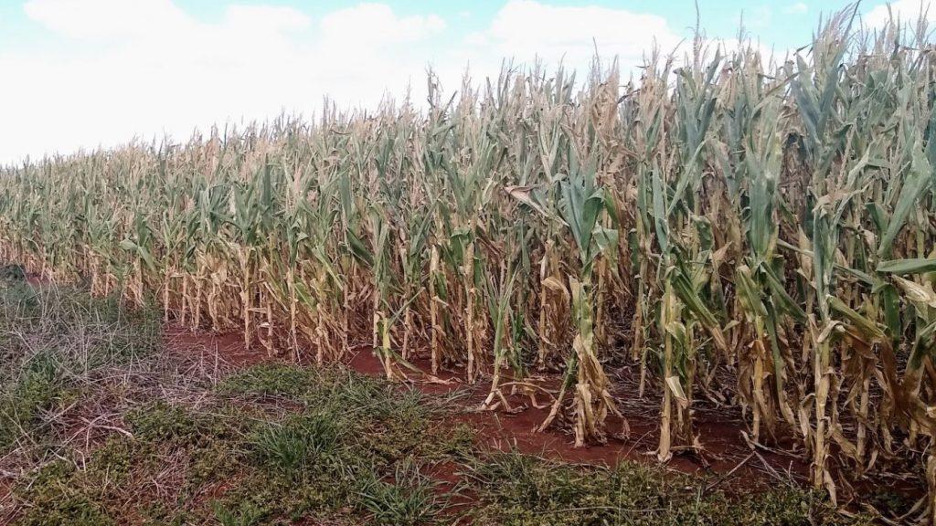 Déficit de chuva é um risco em regiões de milho safrinha neste ano