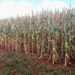 Déficit de chuva é um risco em regiões de milho safrinha neste ano