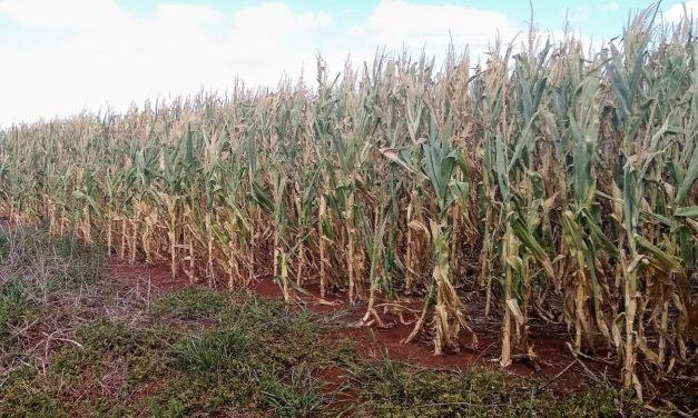 Déficit de chuva é um risco em regiões de milho safrinha neste ano