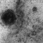 Cientistas brasileiros registram o momento em que o vírus infecta as células