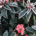 Sábado pode ser mais um dia com mínima abaixo de zero