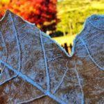 Número de dias de mínimas negativas está muito alto