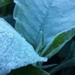 Geada atingirá áreas de milho safrinha – Veja mapas