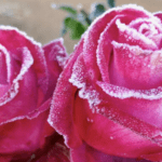 Rio Grande do Sul tem mais um dia de mínimas negativas