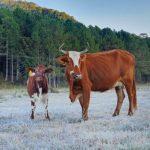 Santa Catarina teve quase 5°C abaixo de zero hoje
