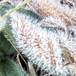 Sábado teve mínimas negativas e geada no Sul do Brasil