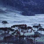 Geada no Sul, Sudeste e no Centro-Oeste do Brasil