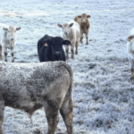 Santa Catarina tem o 35° dia do ano de marcas negativas