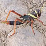 O que a chuva e o frio podem fazer com os gafanhotos?