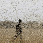 Argentina eleva alerta por gafanhotos em província junto ao Oeste gaúcho