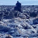 As incríveis imagens da grande nevada no Sul do continente
