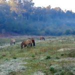 Domingo começou com frio abaixo de zero