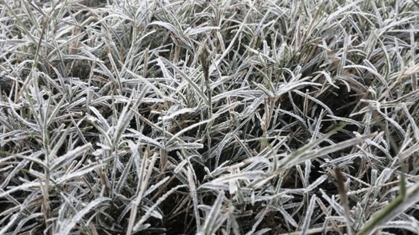 Uruguai tem mais um dia de mínimas abaixo de zero e geada