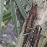 Frio segura o avanço dos gafanhotos na Argentina