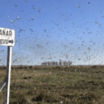 Fumigação, frio e chuva contra os gafanhotos na Argentina