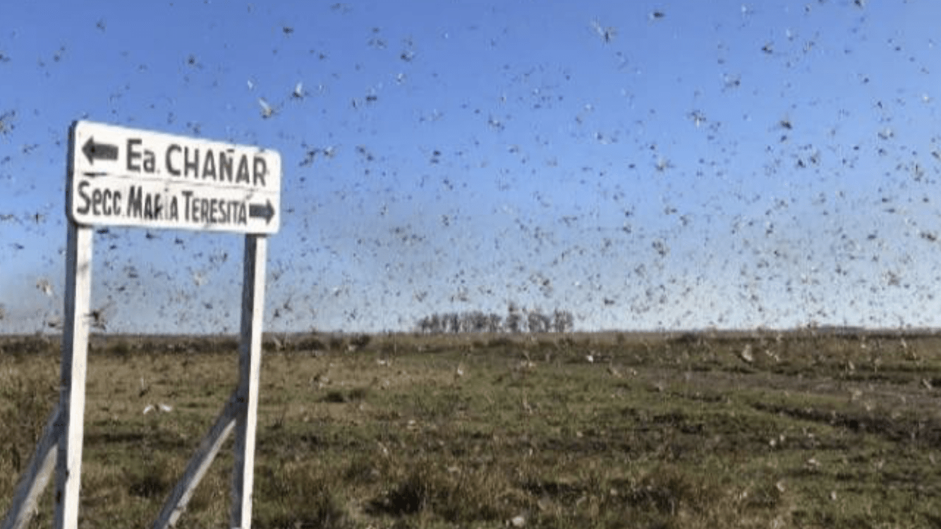 Fumigação, frio e chuva contra os gafanhotos na Argentina