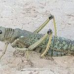 Governo brasileiro diz que gafanhotos rumam pro Uruguai