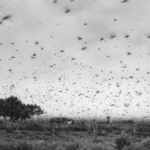 Gafanhotos não se aproximavam do Oeste gaúcho há mais de 70 anos