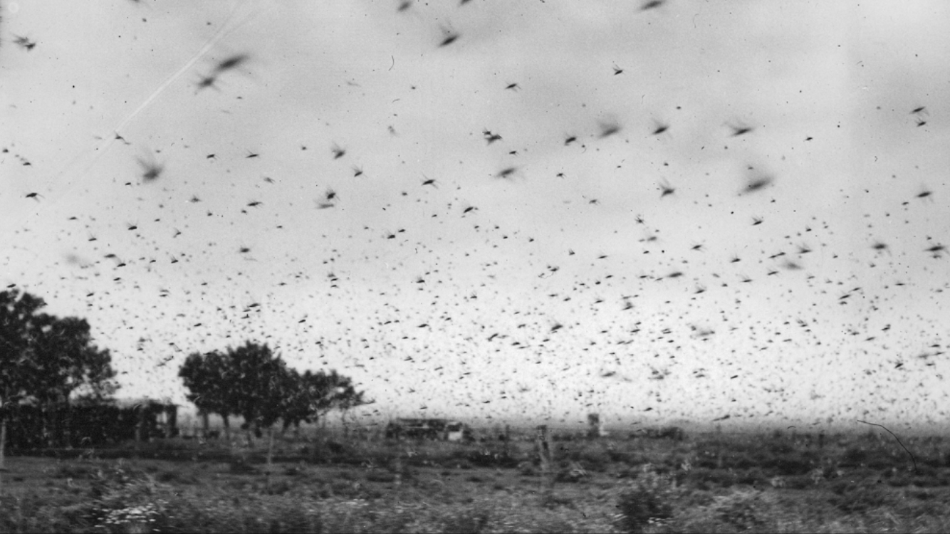 Gafanhotos não se aproximavam do Oeste gaúcho há mais de 70 anos