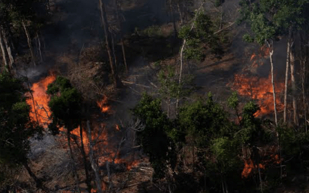 Queimadas na Amazônia abaixo da média histórica em maio