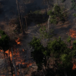 Queimadas na Amazônia abaixo da média histórica em maio
