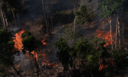 Queimadas na Amazônia abaixo da média histórica em maio