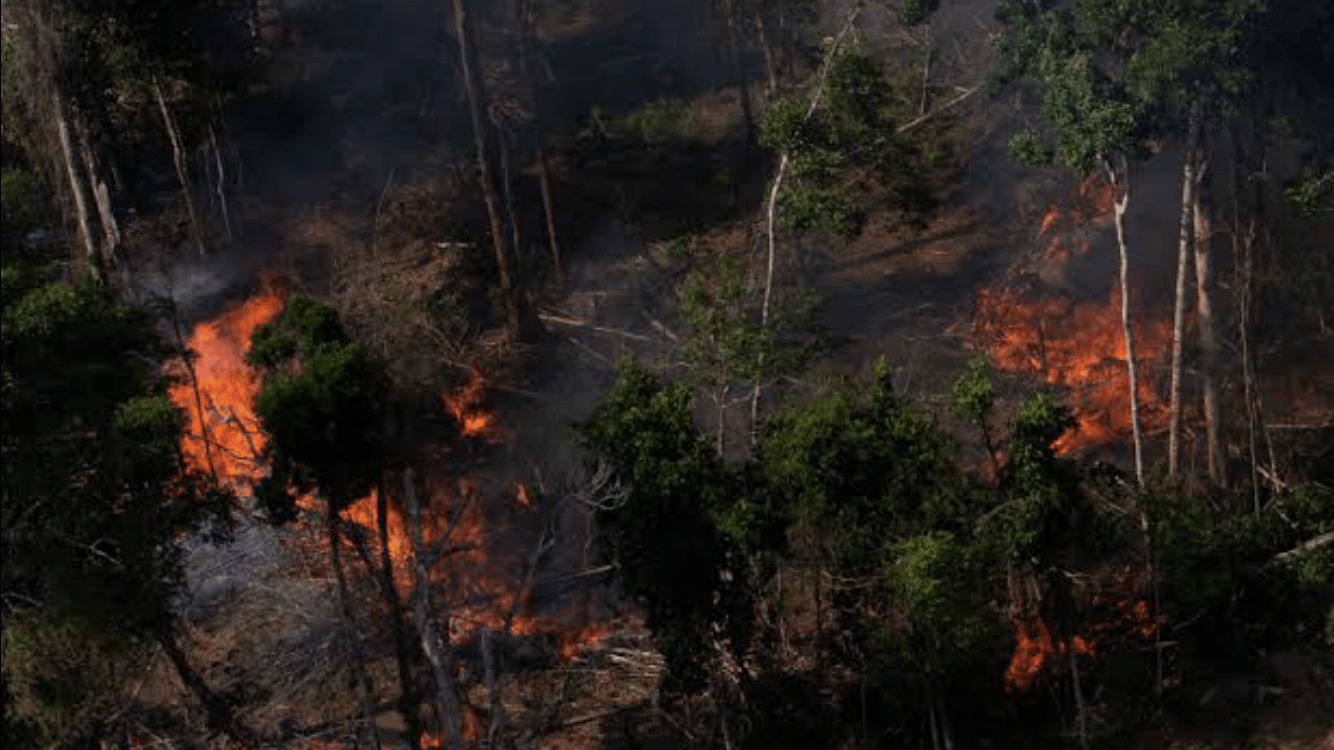 Queimadas na Amazônia abaixo da média histórica em maio