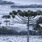 Quarta-feira começa congelante com até -10°C e muita geada