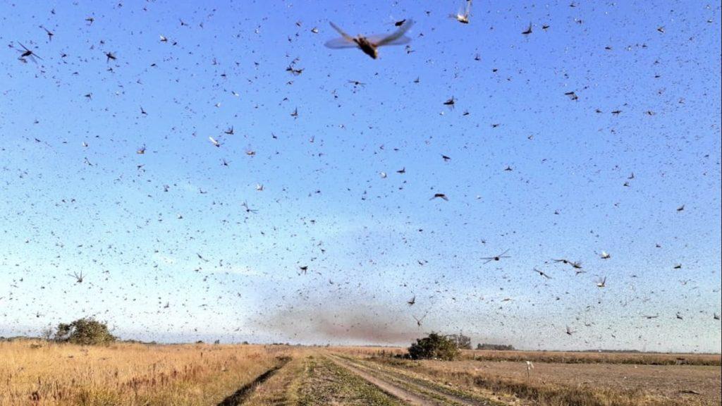 Nova nuvem de gafanhotos é avistada na Argentina
