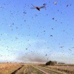 Nova nuvem de gafanhotos é avistada na Argentina