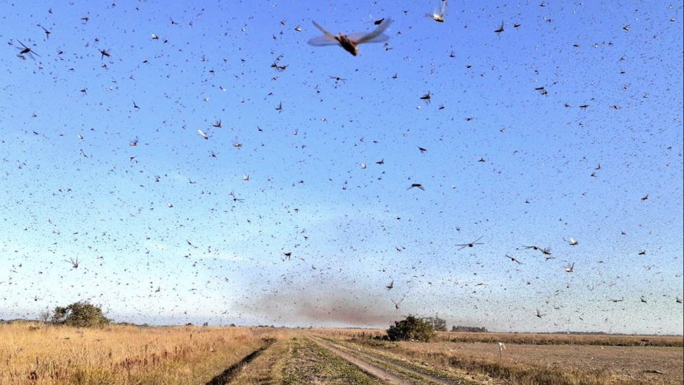 Nova nuvem de gafanhotos é avistada na Argentina