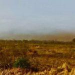 Surge mais uma nuvem de gafanhotos e agora são três focos na Argentina