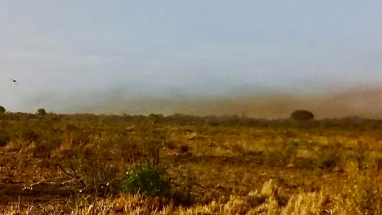 Surge mais uma nuvem de gafanhotos e agora são três focos na Argentina