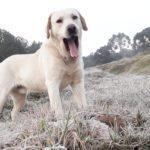 Imagens do amanhecer de muito frio deste domingo