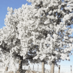 Frio trouxe imagens incríveis em Jaquirana