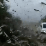 A boa e a má notícia sobre os gafanhotos