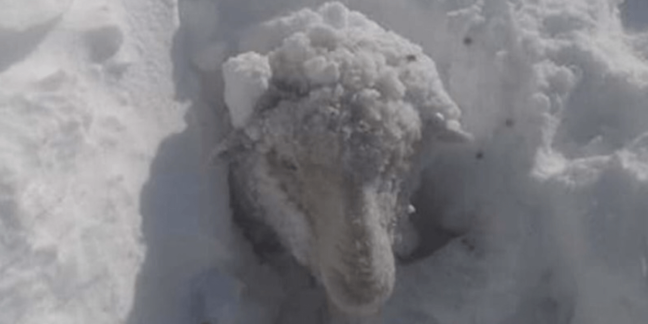 Comoventes resgates e mortandade de animais pela neve na Patagônia