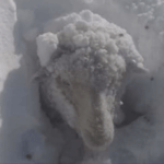 Comoventes resgates e mortandade de animais pela neve na Patagônia