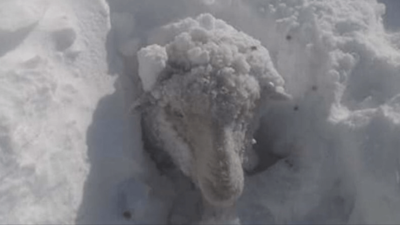 Comoventes resgates e mortandade de animais pela neve na Patagônia