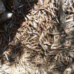 Argentinos dizem ter acabado com a nuvem de gafanhotos